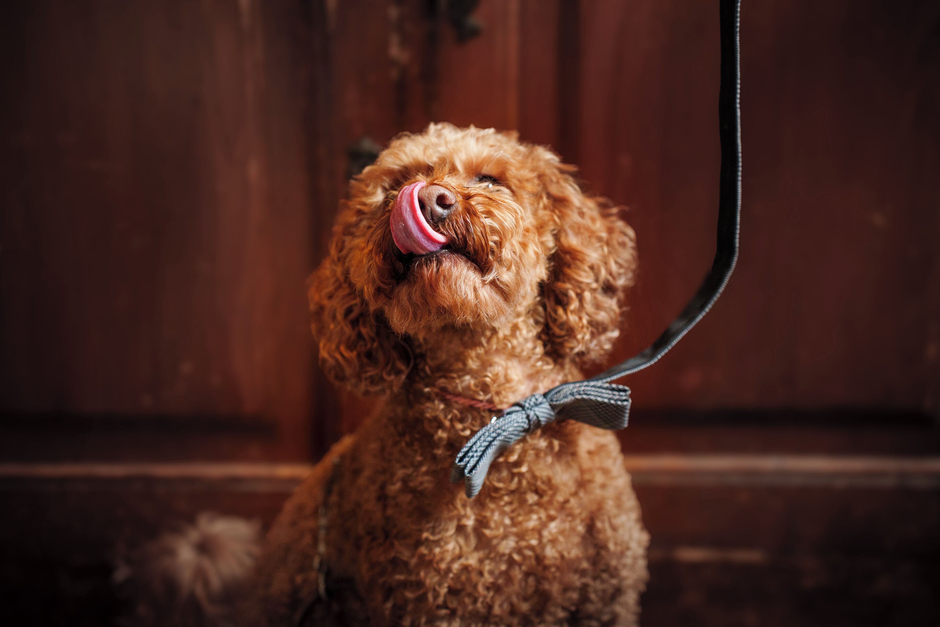A poodle with a pink nose and a blue ribbon on a leash.
