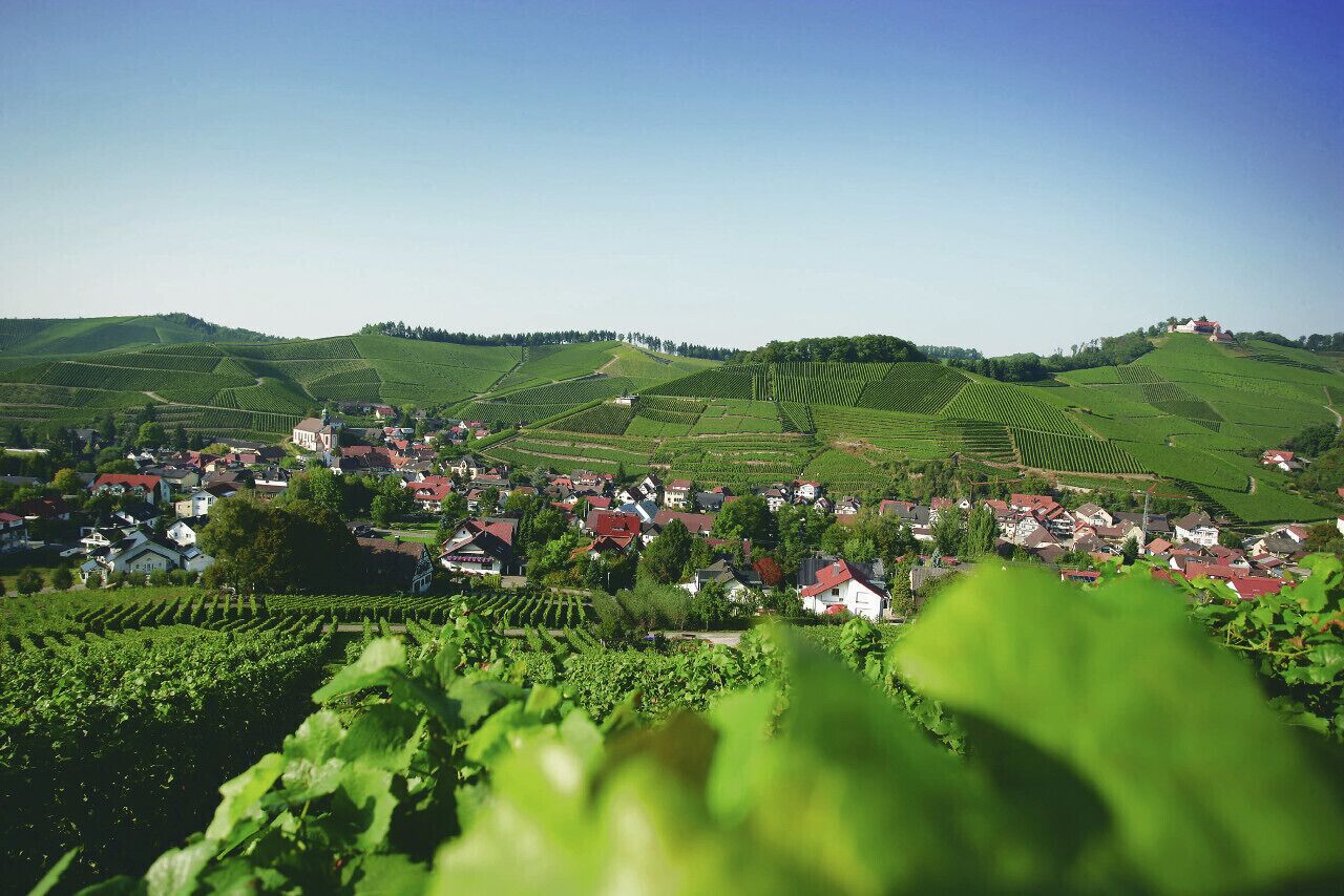 Un vignoble avec des rangées de vignes et une ville en arrière-plan.