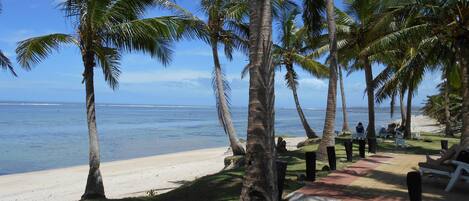 A beach with palm trees and a clear view of the ocean.
