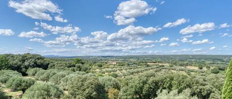 A landscape with olive groves, a paved area, and a clear sky.