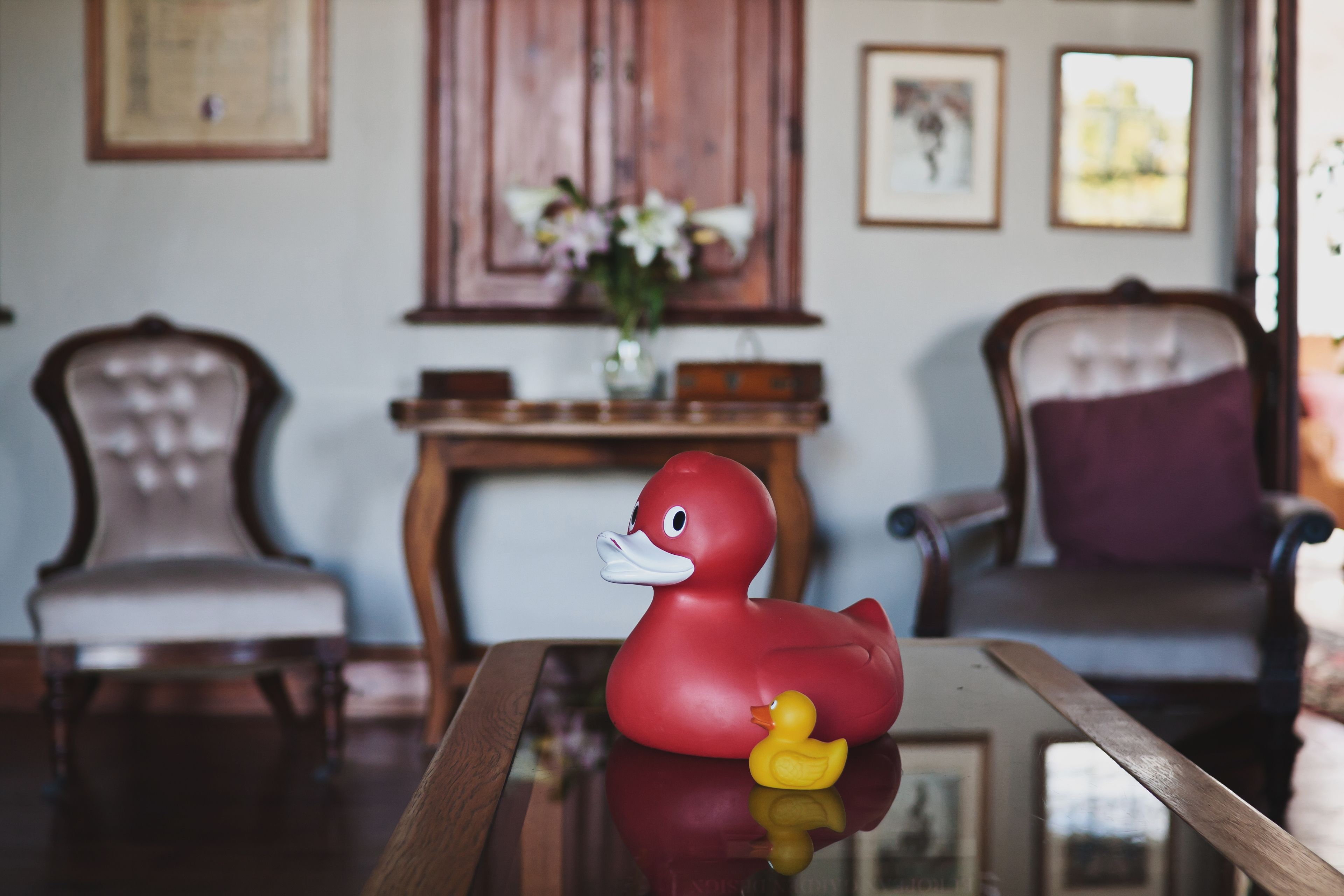 Un patito de goma rojo y un patito de goma amarillo sobre una superficie reflectante en una habitación con muebles de madera y cuadros en la pared.