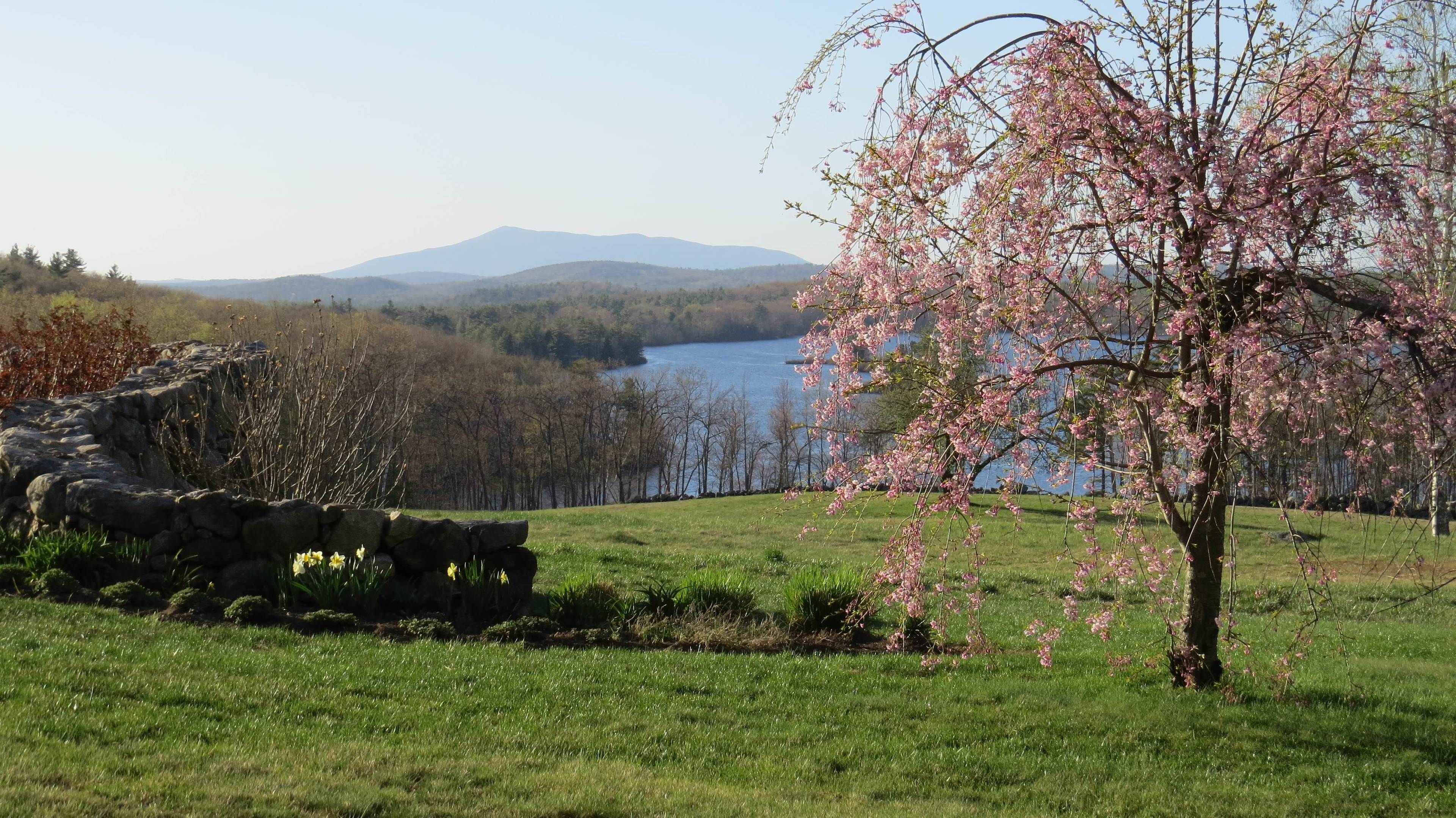 Un muro de piedra con narcisos, un cerezo en flor y un lago con montañas al fondo.