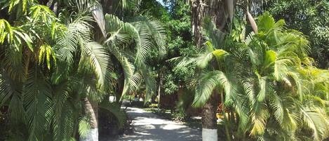 Un sendero bordeado por exuberantes palmeras y densa vegetación, que atraviesa un jardín tropical.