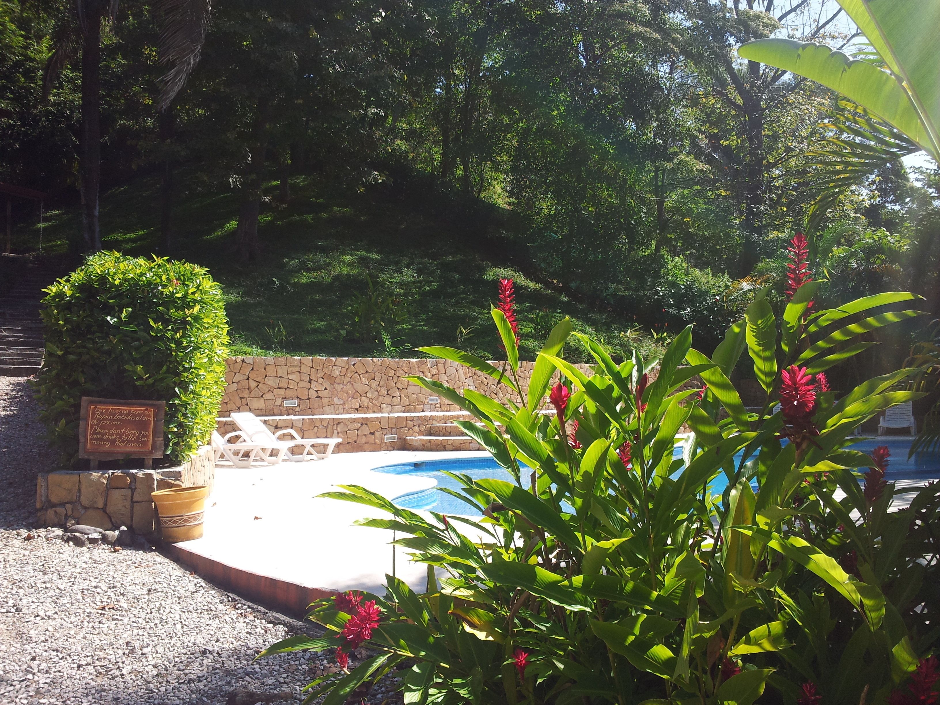 outdoor pool, pool loungers