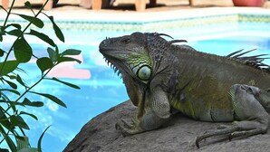 A lizard on a rock by a pool with lounge chairs and potted plants in the background. - Hotel Pasatiempo (Tamarindo)