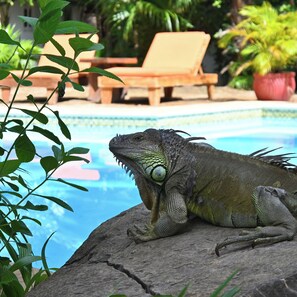 A lizard on a rock by a pool with lounge chairs and plants in the background. - Hotel Pasatiempo (Tamarindo)