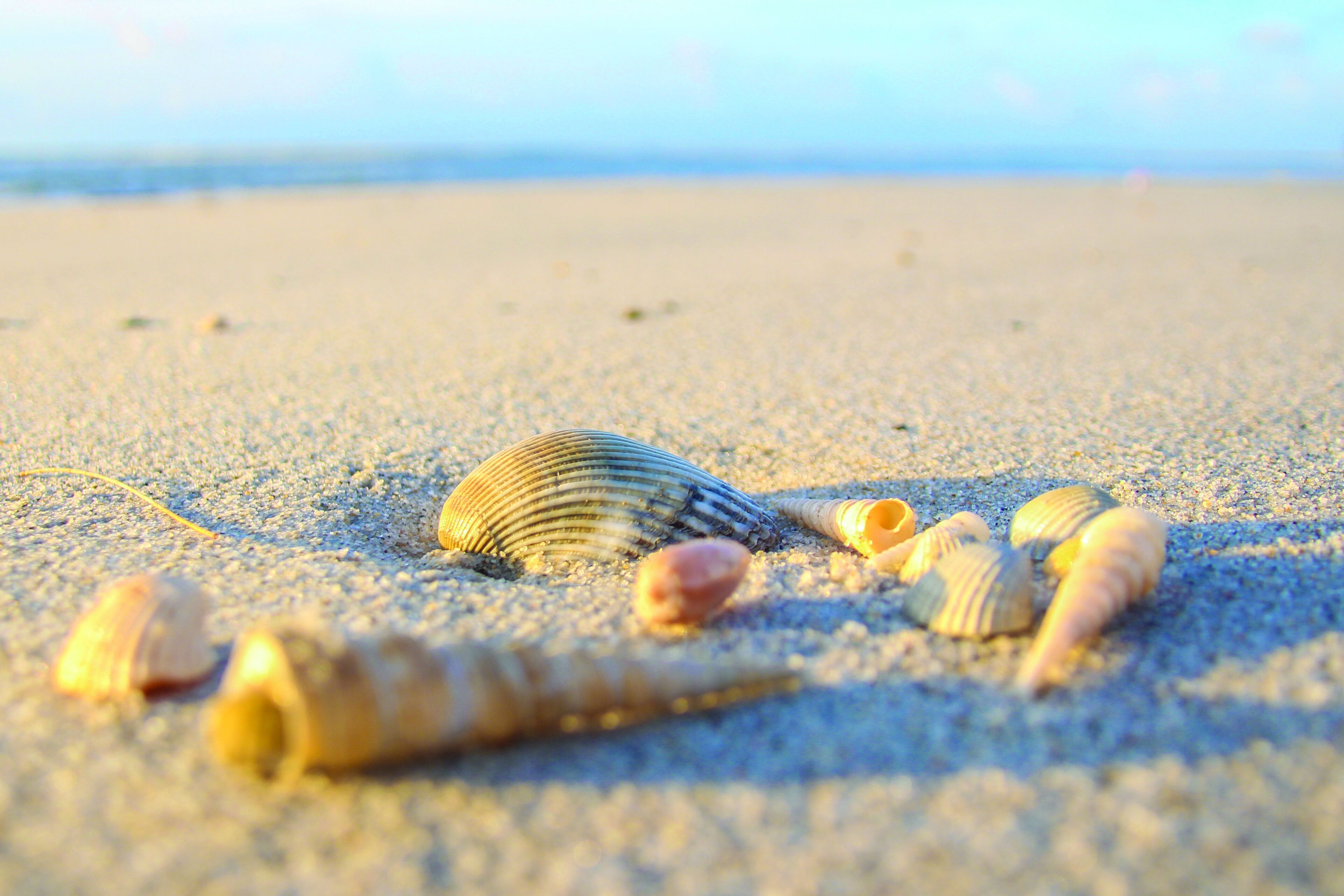 Una playa arenosa con conchas marinas dispersas.