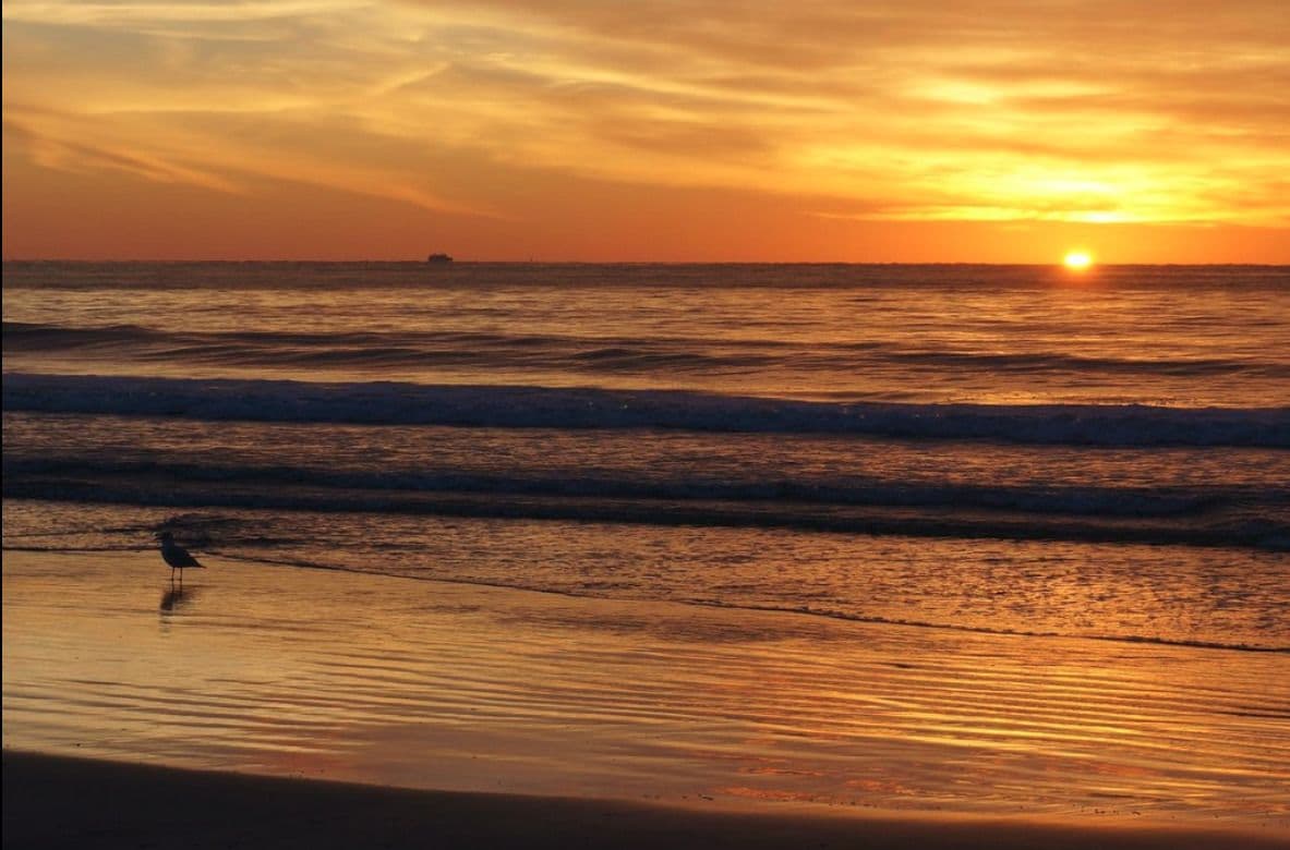 Un atardecer sobre el océano con un ave en la playa.
