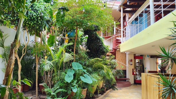 An indoor garden with various plants and a wooden bench. - Hotel Barrio Antiguo (San Cristóbal de las Casas)
