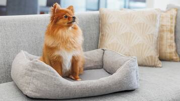 A small dog in a grey pet bed on a grey sofa with patterned cushions.