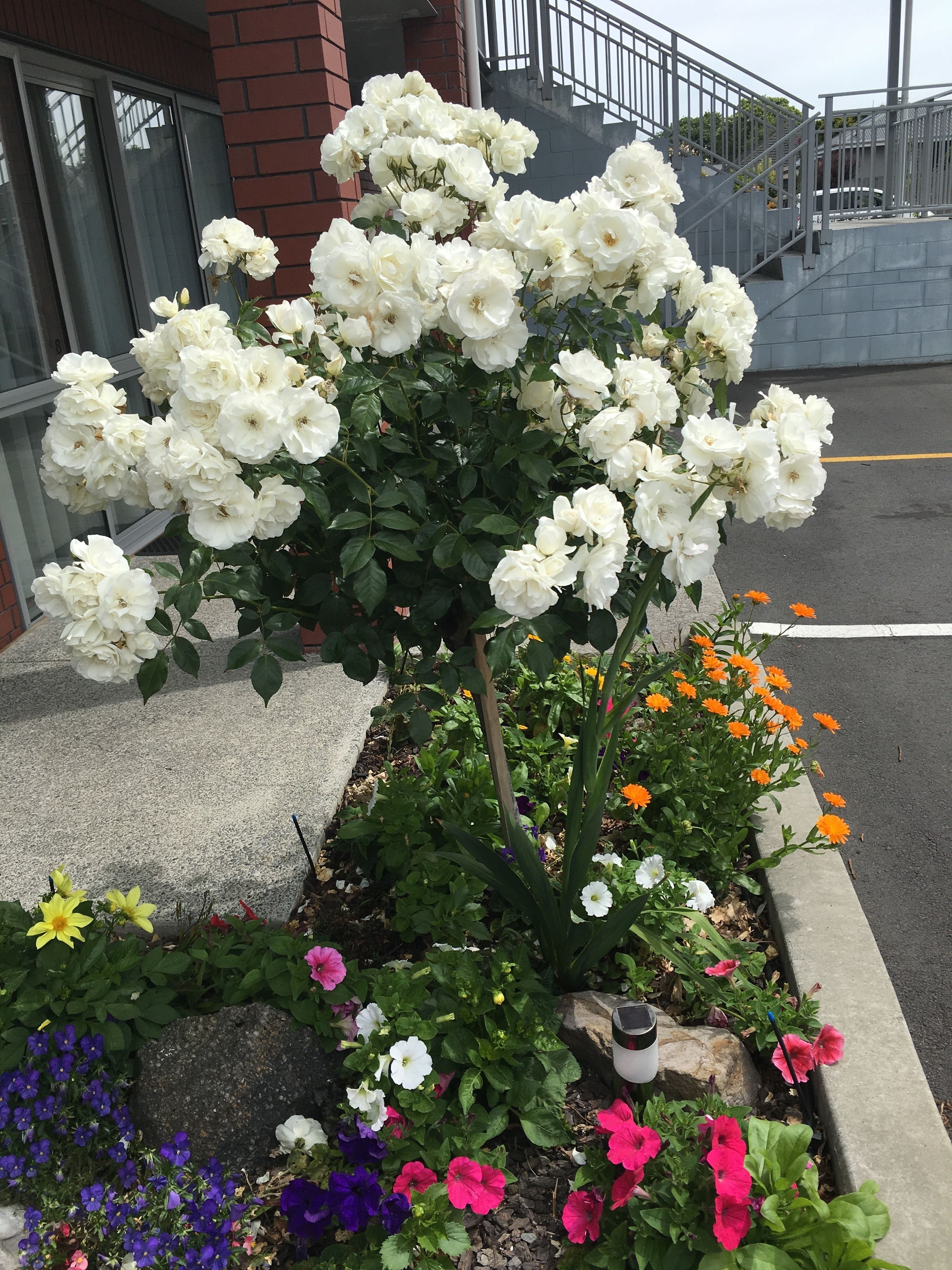 Photo - Cranford Oak Motel