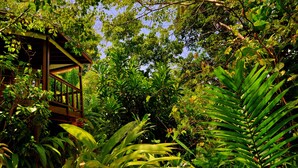 A wooden cabin surrounded by dense tropical foliage. - Geejam (Port Antonio)