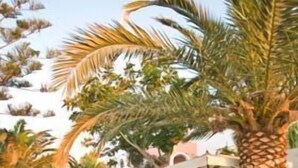 An outdoor patio area with stone flooring, wooden tables and chairs, and a palm tree. - Hotel Makarios (Santorini)
