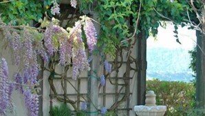 A garden with a stone fountain, lush greenery, and purple flowering vines.