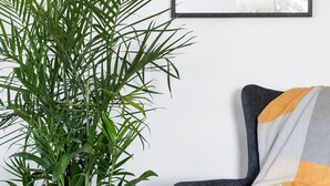 A potted plant next to a grey sofa with a yellow and white throw blanket. - Elwood Hotel & Suites (Lexington)