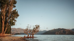 A rocky shoreline with a large tree and a smaller tree in the water, surrounded by mountains. - Edgewater (Wanaka)