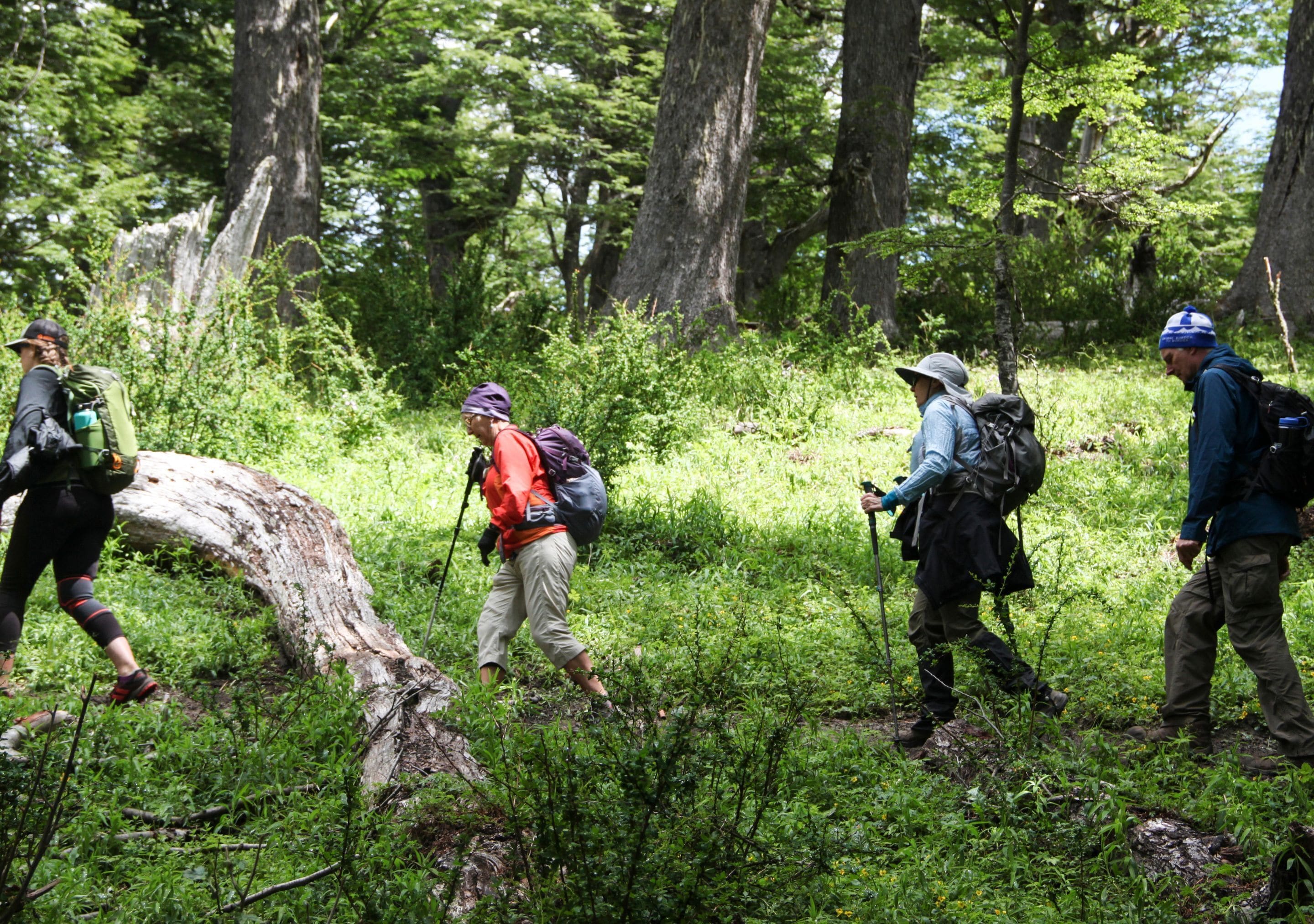 Un grupo de excursionistas en un área boscosa con árboles y sotobosque.