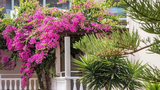 A multi-level building with a balcony, a staircase, and various plants including bougainvillea and palm trees. - Elotis Suites (Chania)