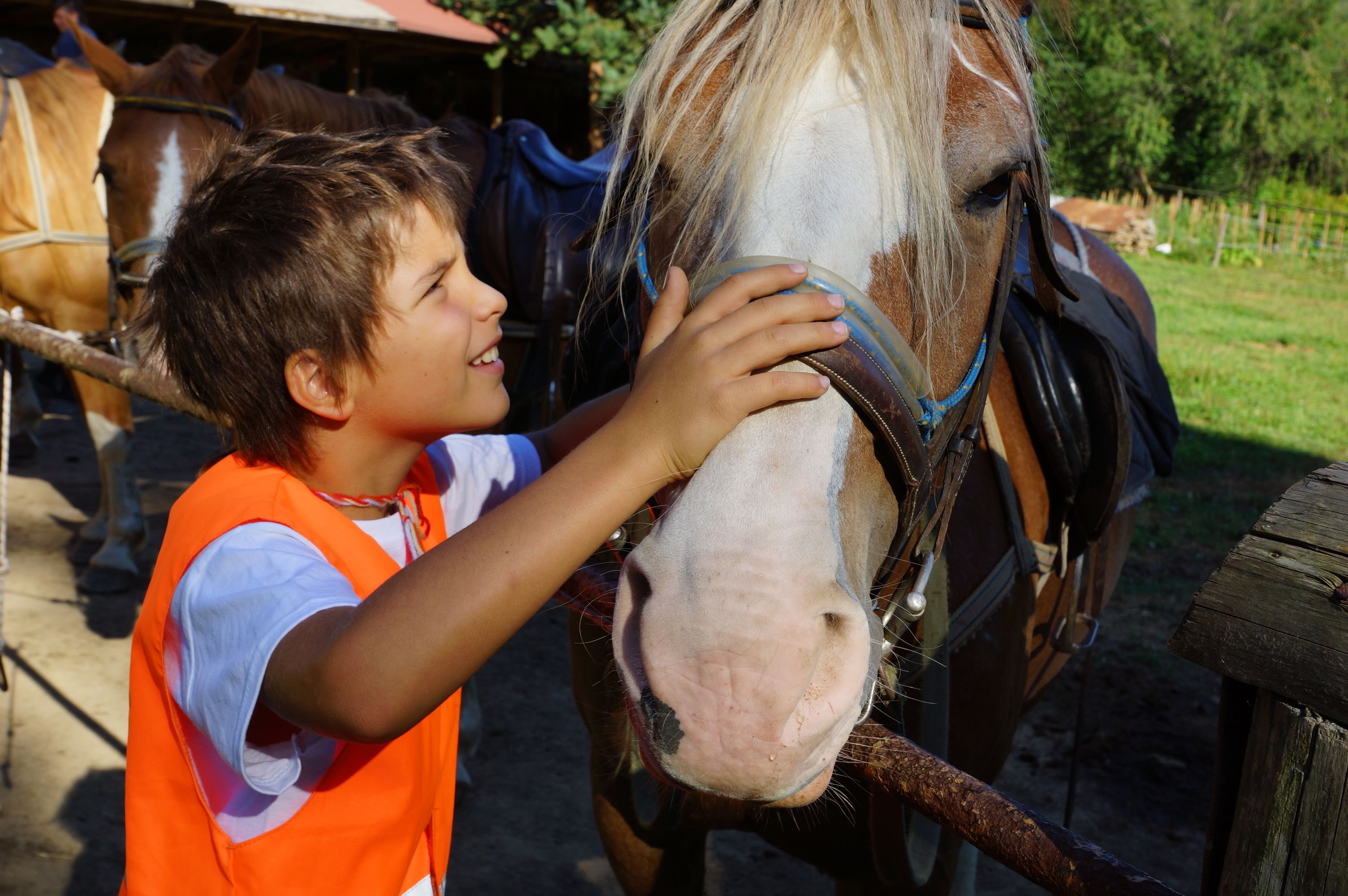Una persona con un gilet arancione che interagisce con un cavallo.
