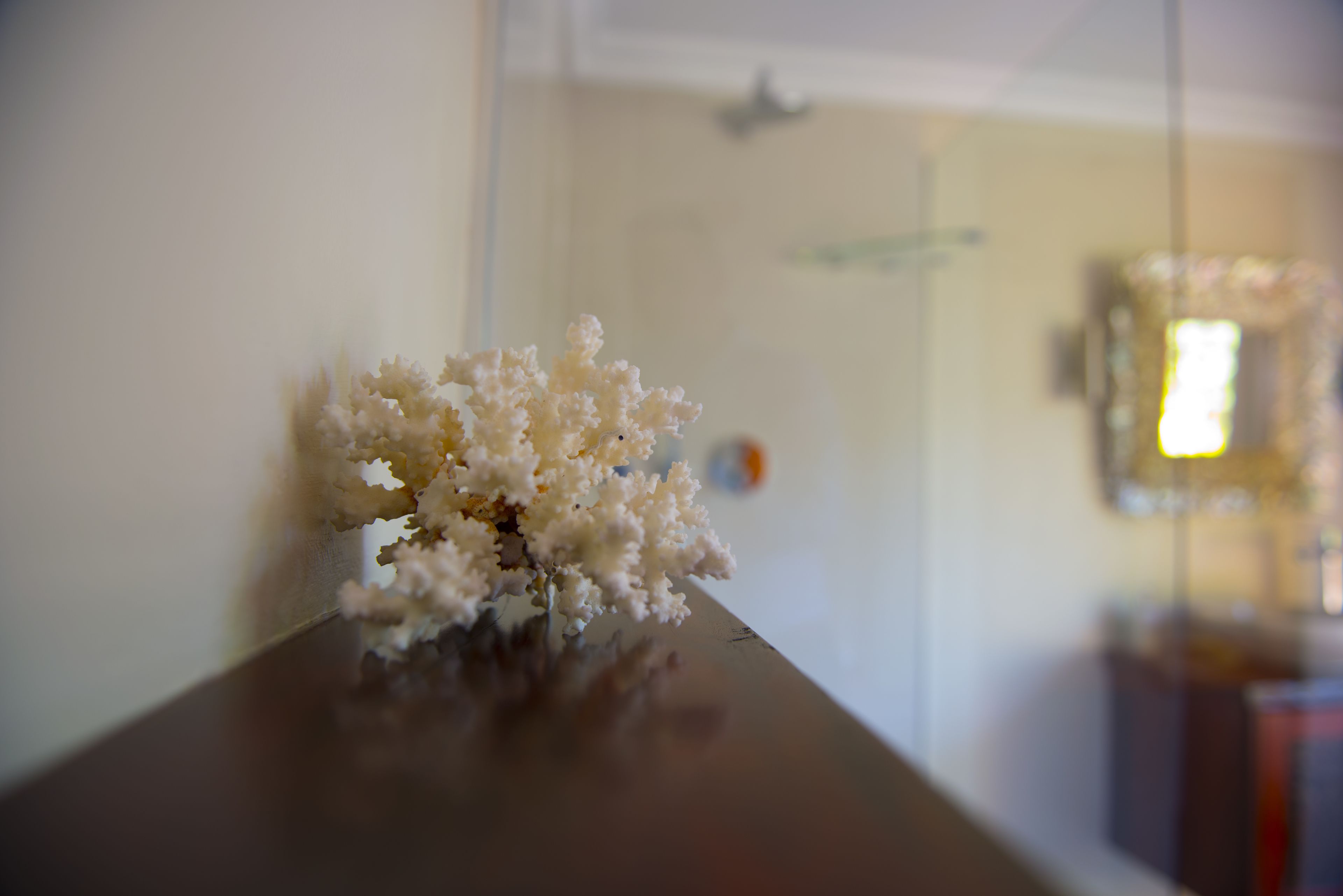 A close-up of a white textured object on a wooden surface, with a blurred background featuring a door and a framed picture.