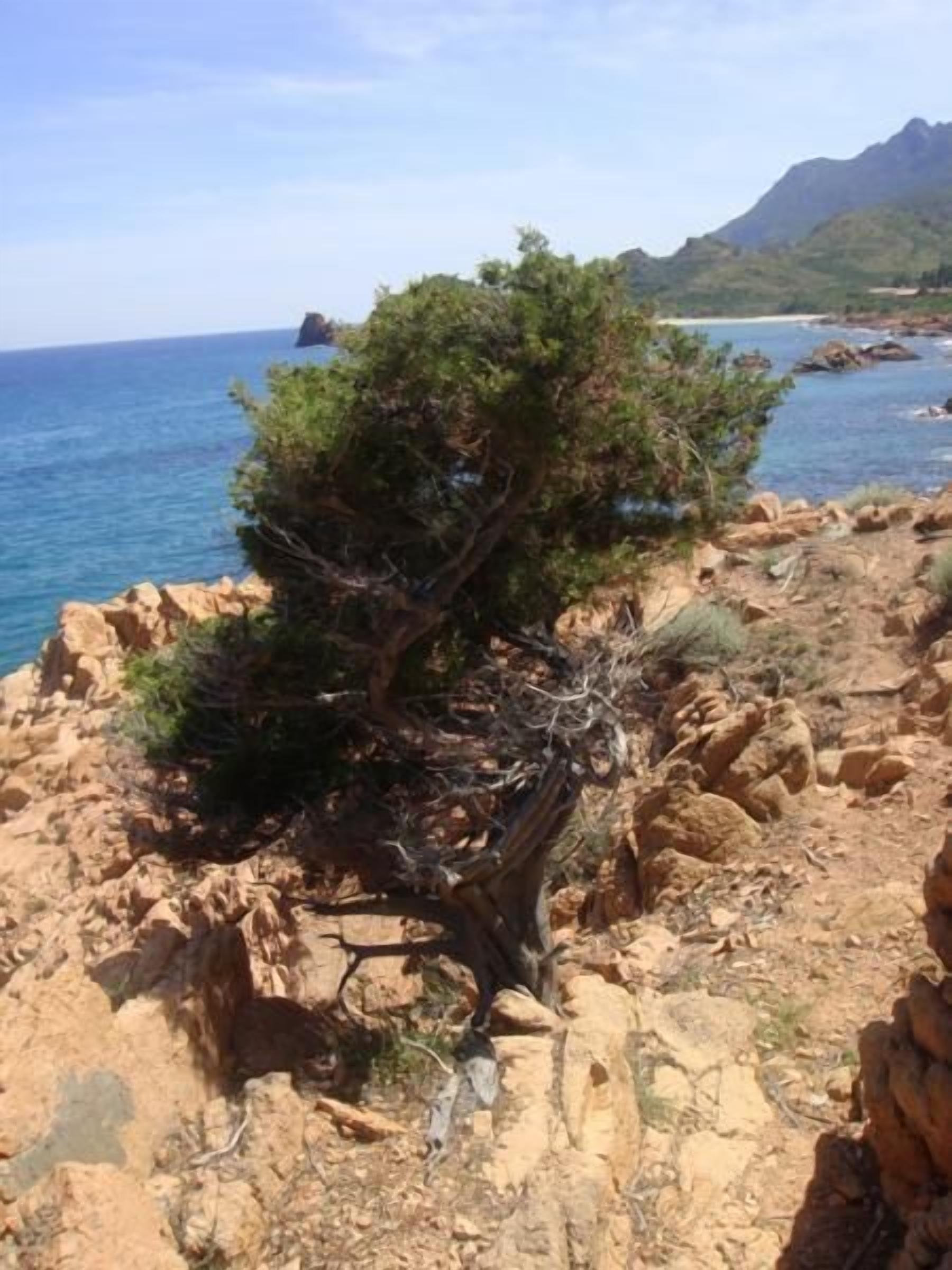 Paesaggio costiero roccioso con un albero in primo piano.