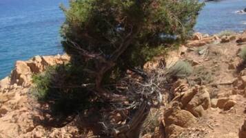 Paesaggio costiero roccioso con un albero in primo piano.