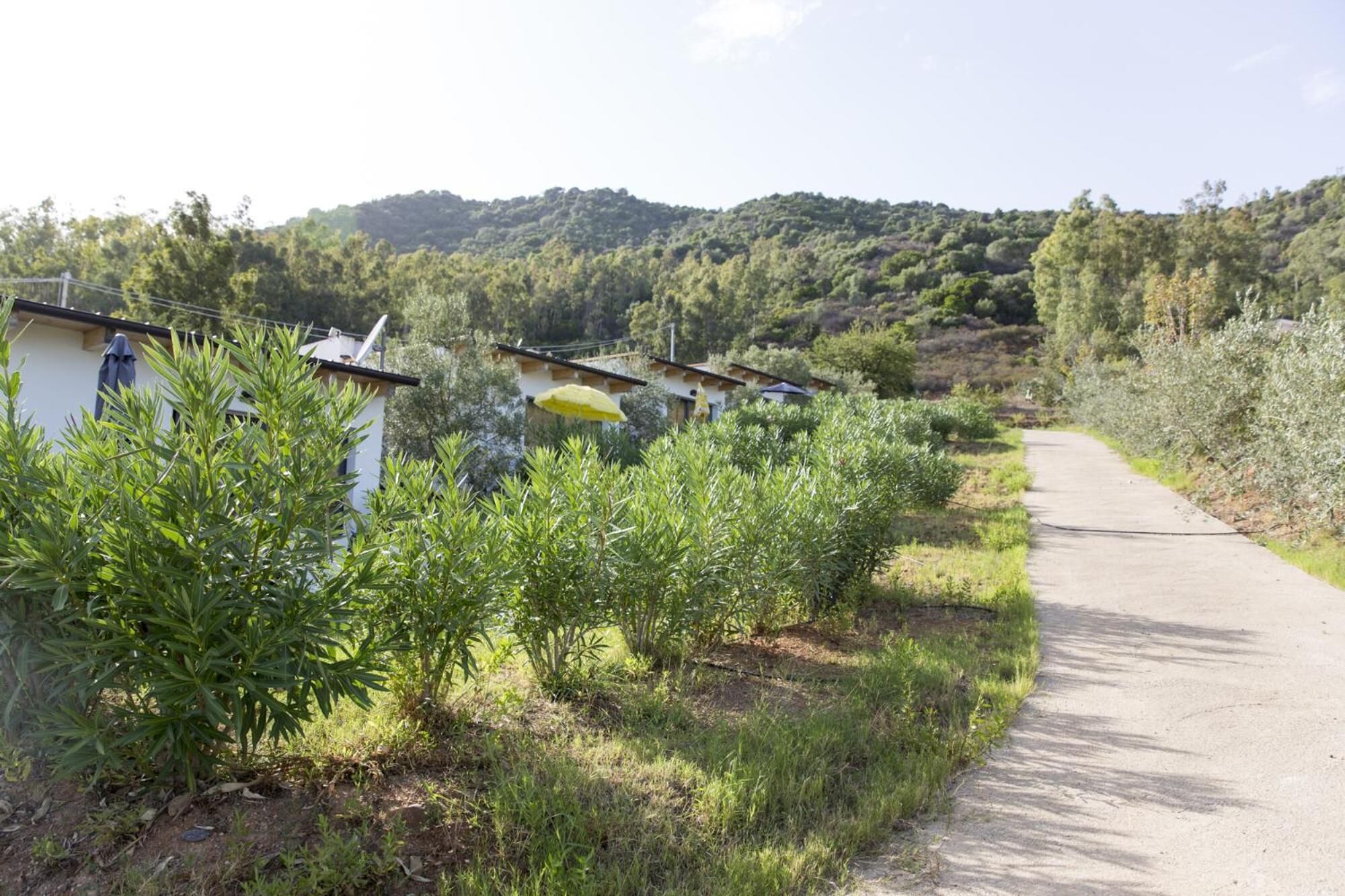 A rural road with houses on one side and a hillside in the background.