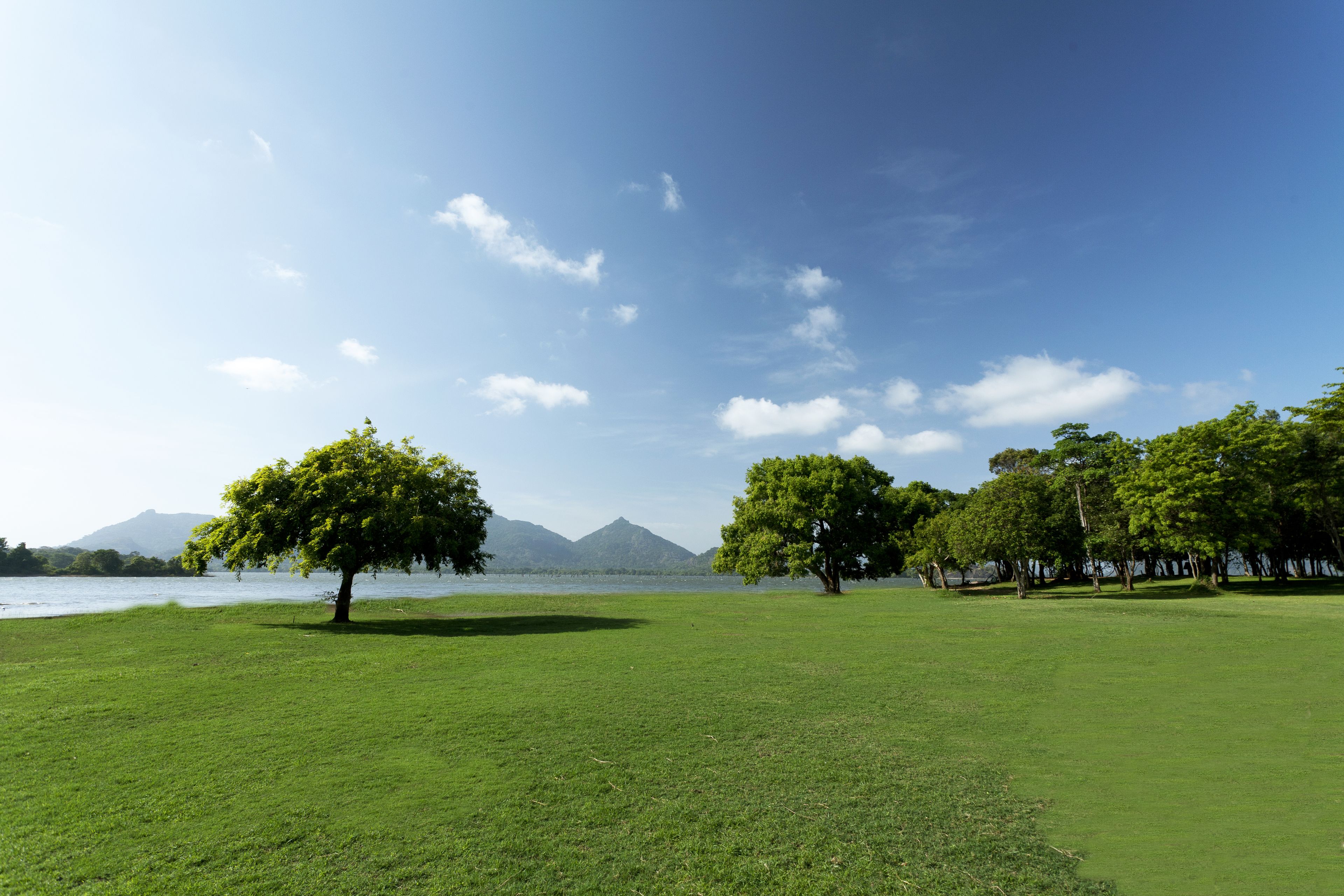 A grassy field with trees and mountains in the background.