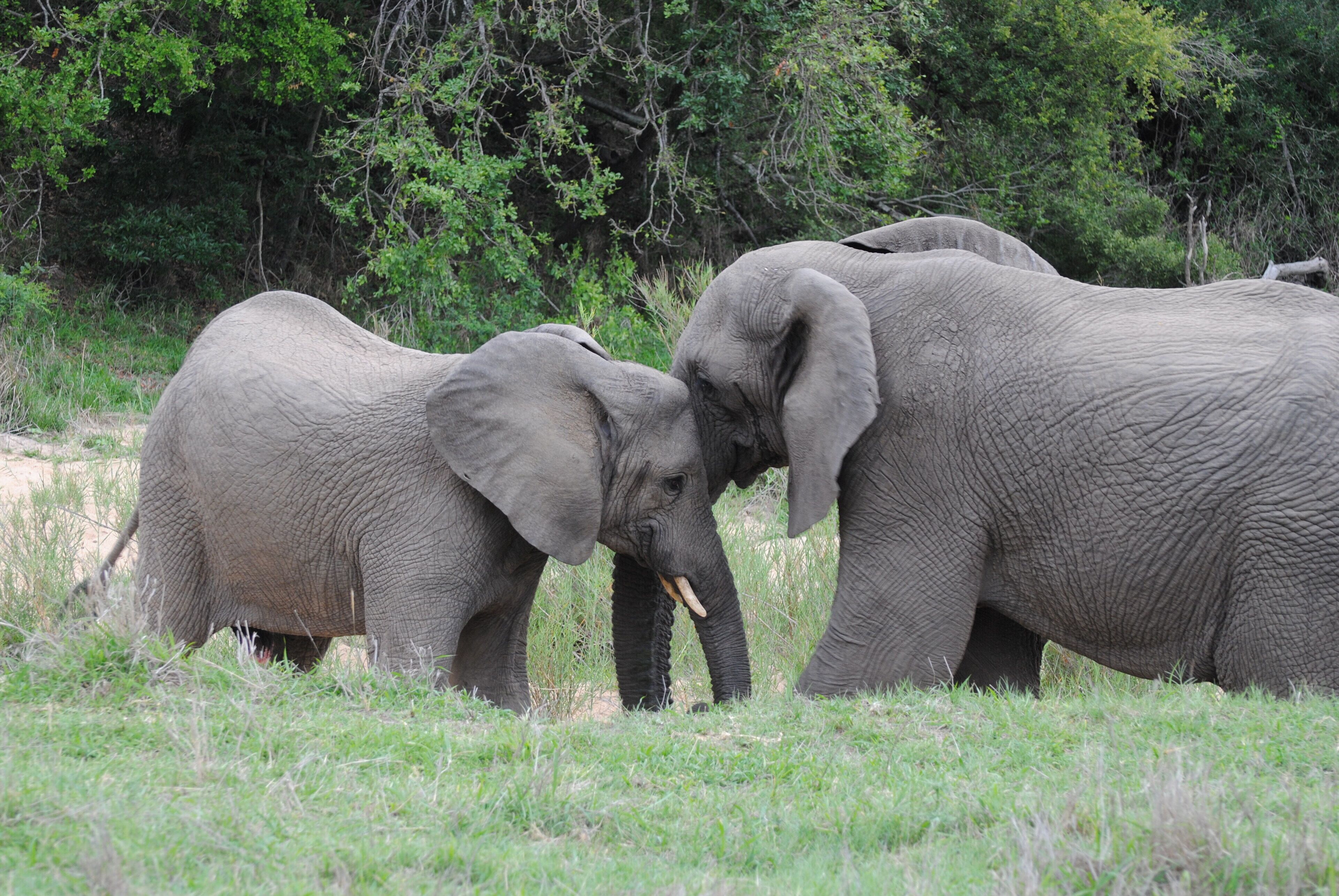 Trois éléphants dans un champ herbeux, avec des arbres en arrière-plan.