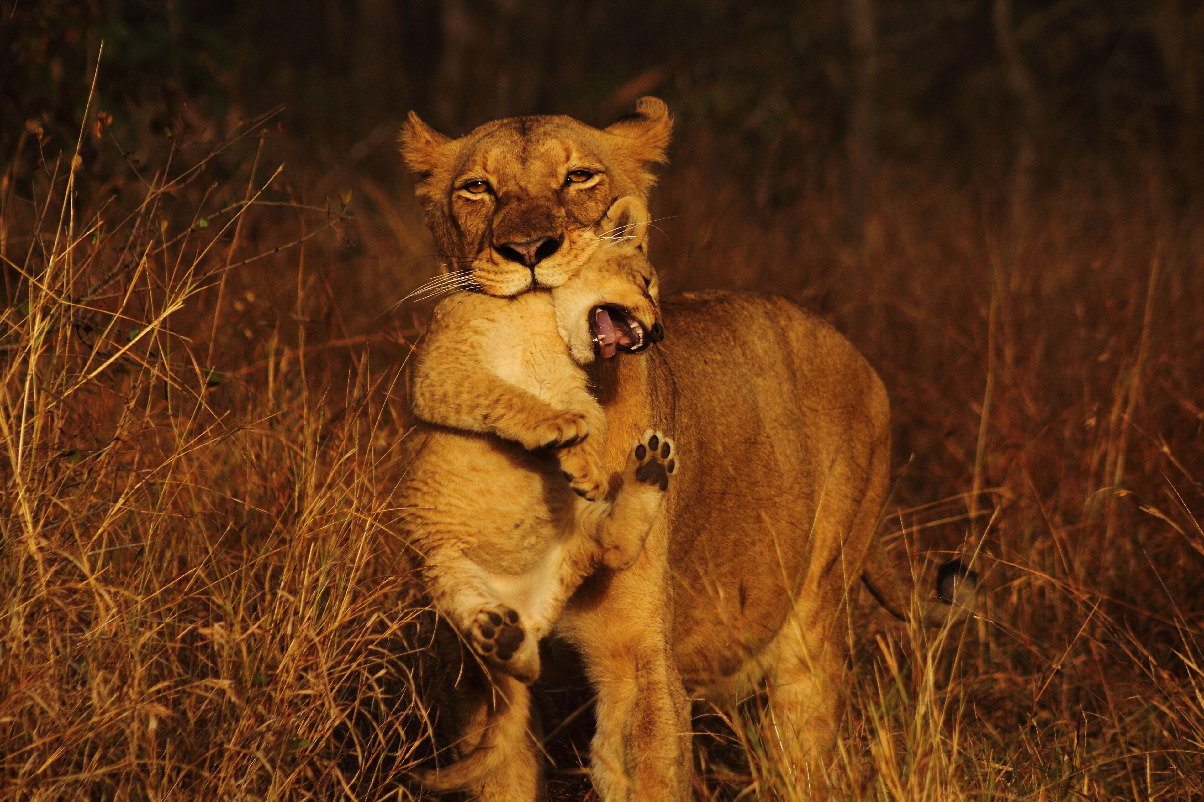 Deux lions dans un champ d’herbe, de nuit.
