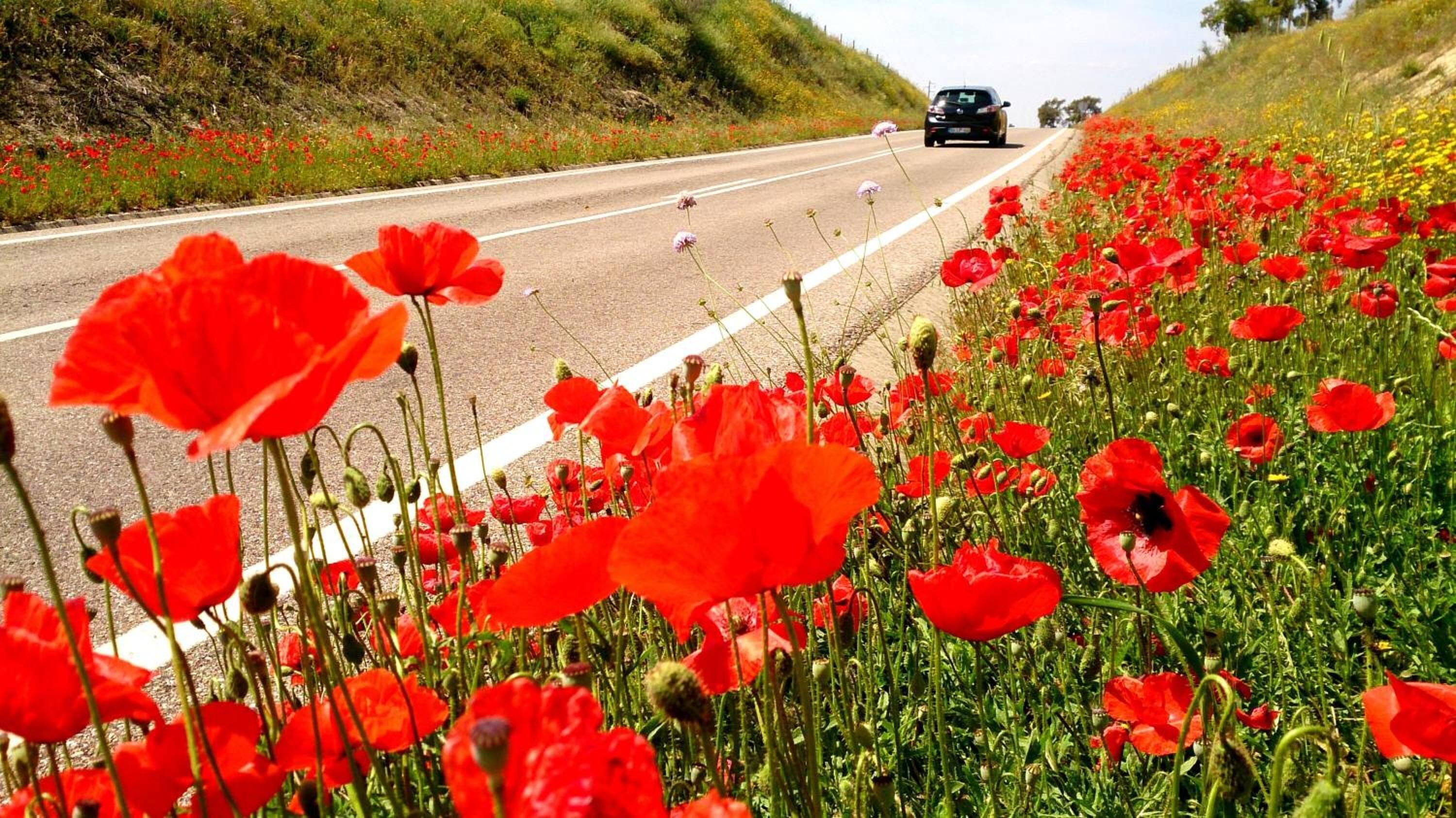 A road bordered by vibrant red poppy fields.