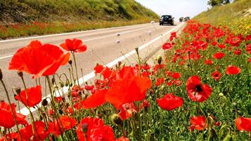 A road bordered by vibrant red poppy fields.