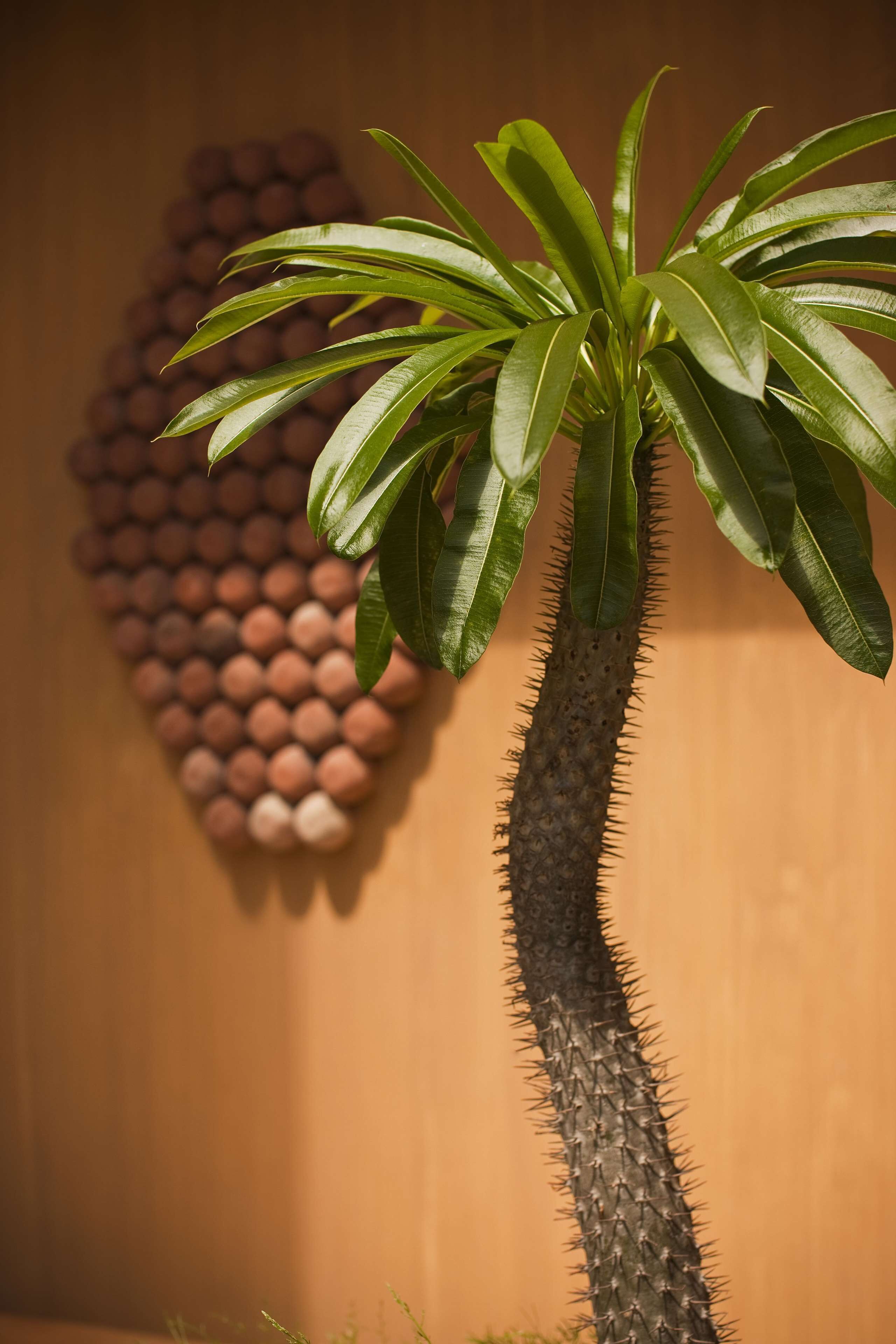 A cactus plant with green leaves and a spiky stem against a wooden wall.