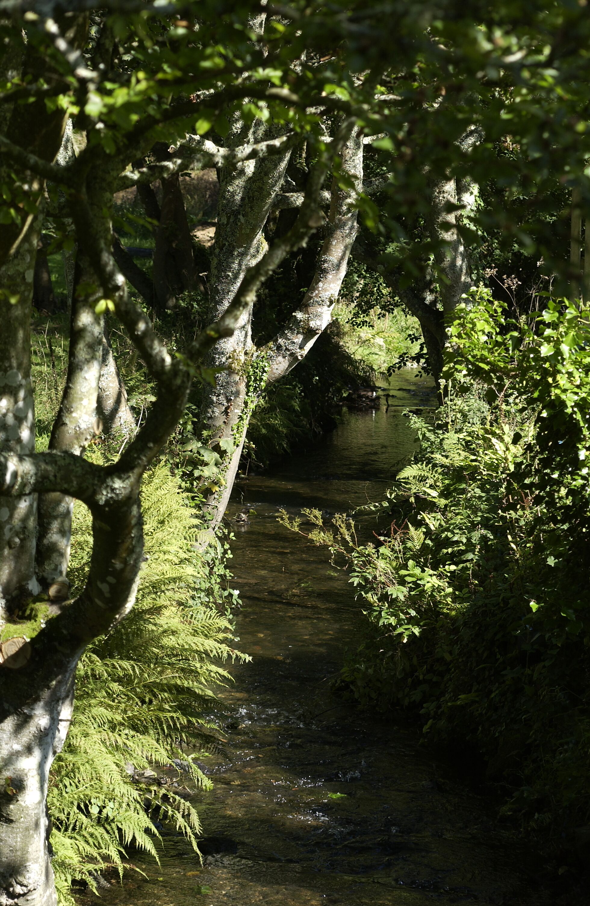 Un paysage fluvial paisible, avec des arbres et des fougères.