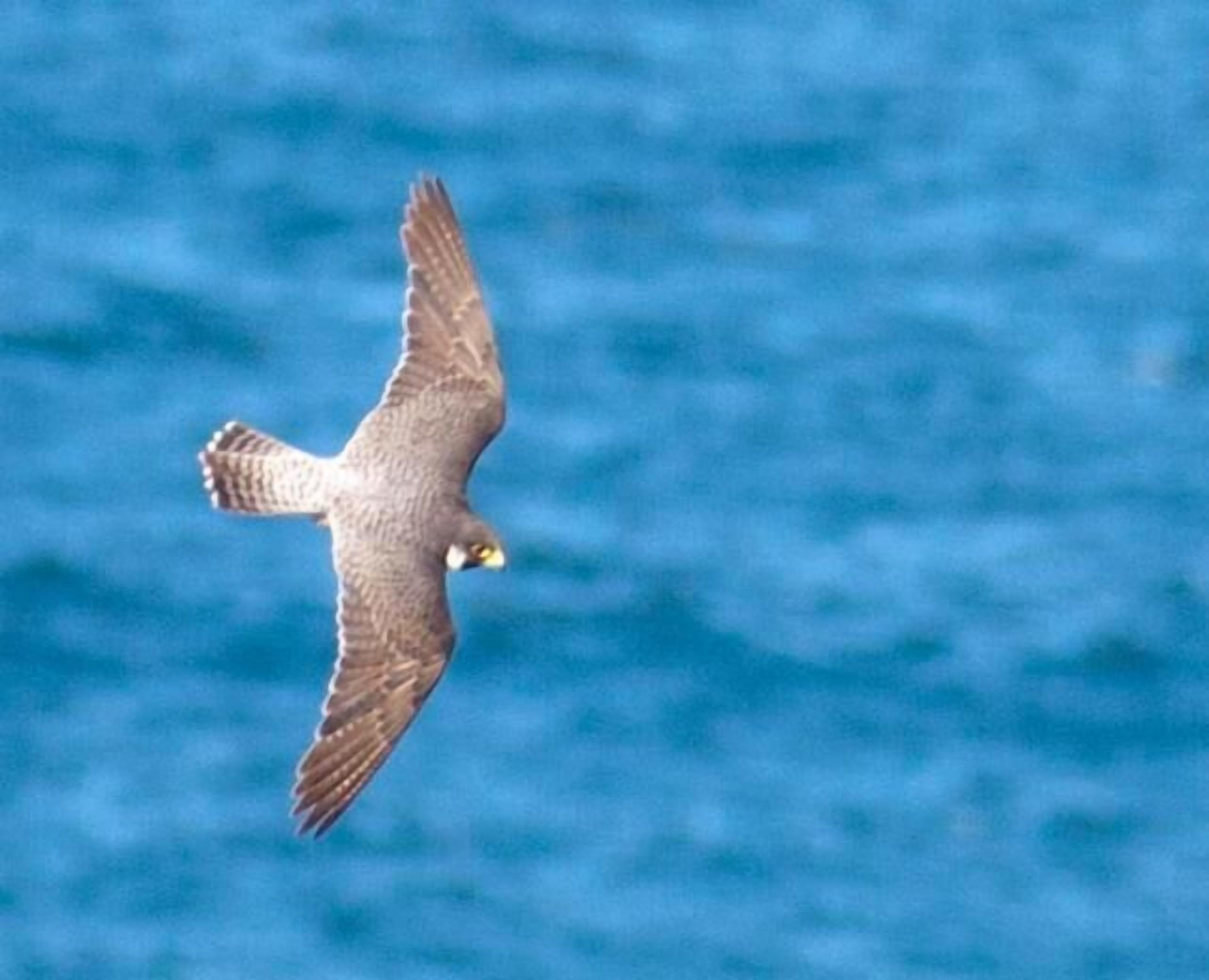 Foto - LA CASONA Encanto Rural - ApartaHotel SPA Llanes