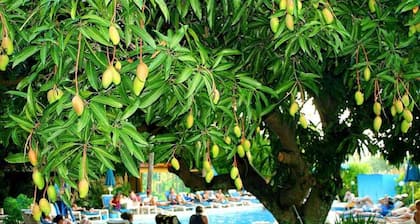 Nadi Bay Resort Hotel