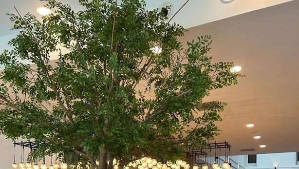 A modern bar area with a large tree in a planter, hanging light fixtures, and a bar counter with stools.