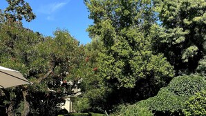 A swimming pool with a clear blue water, surrounded by lush greenery and trees. - Vila Duparchy (Mealhada)
