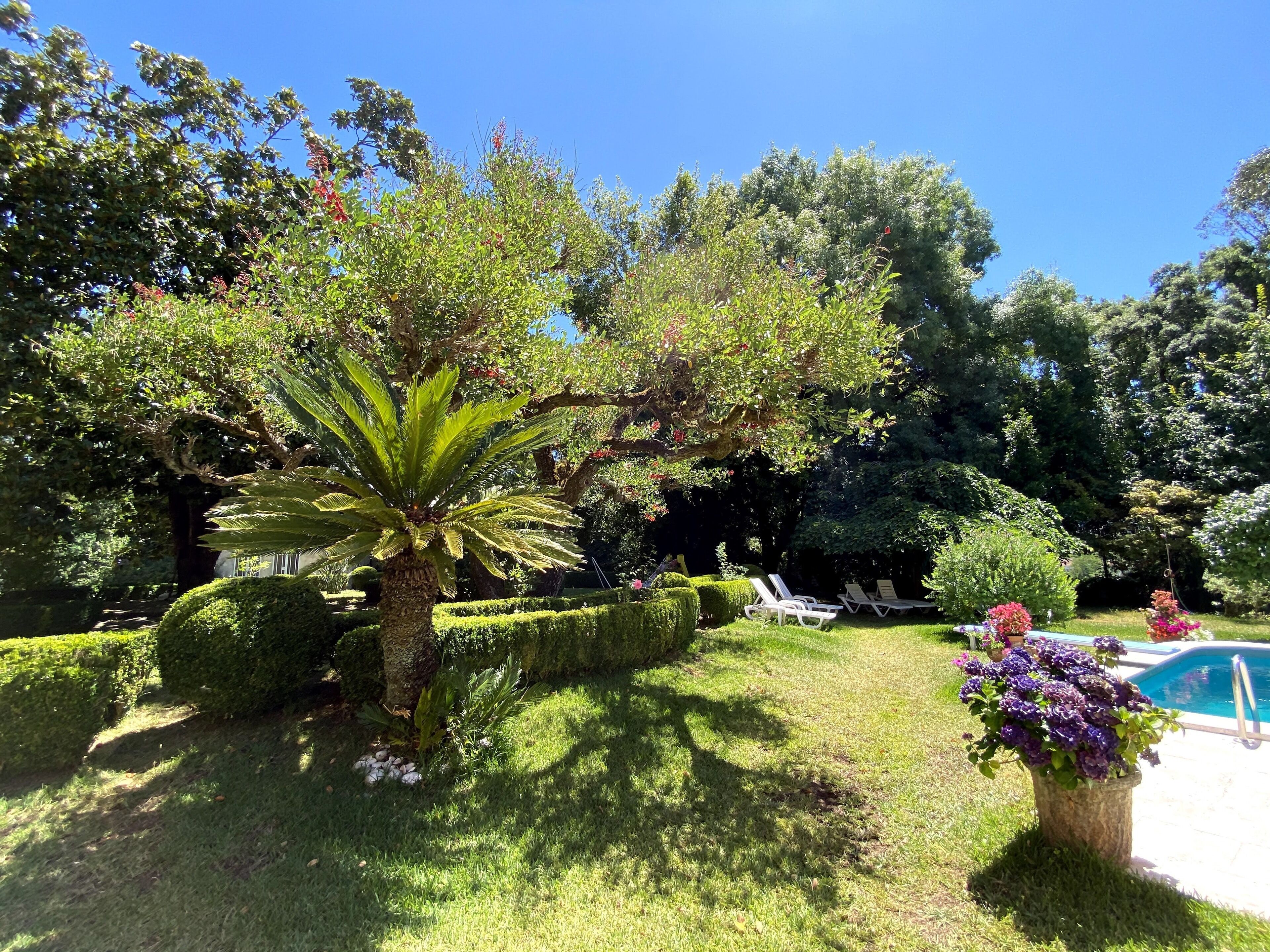 Ein gepflegter Garten mit einer Palme, ordentlich geschnittenen Hecken und einem Poolbereich.