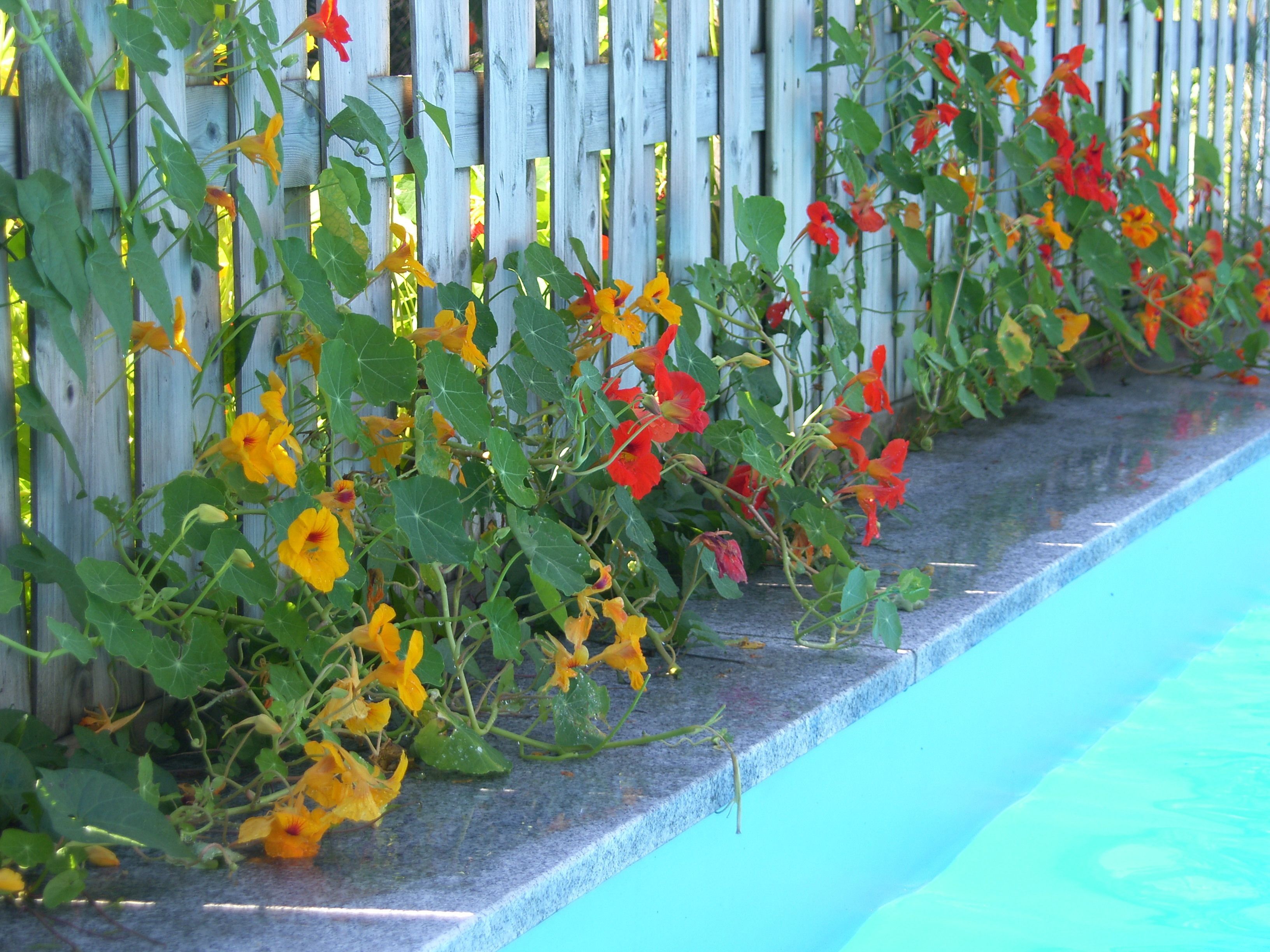 A poolside area with a wooden fence and flowering plants.