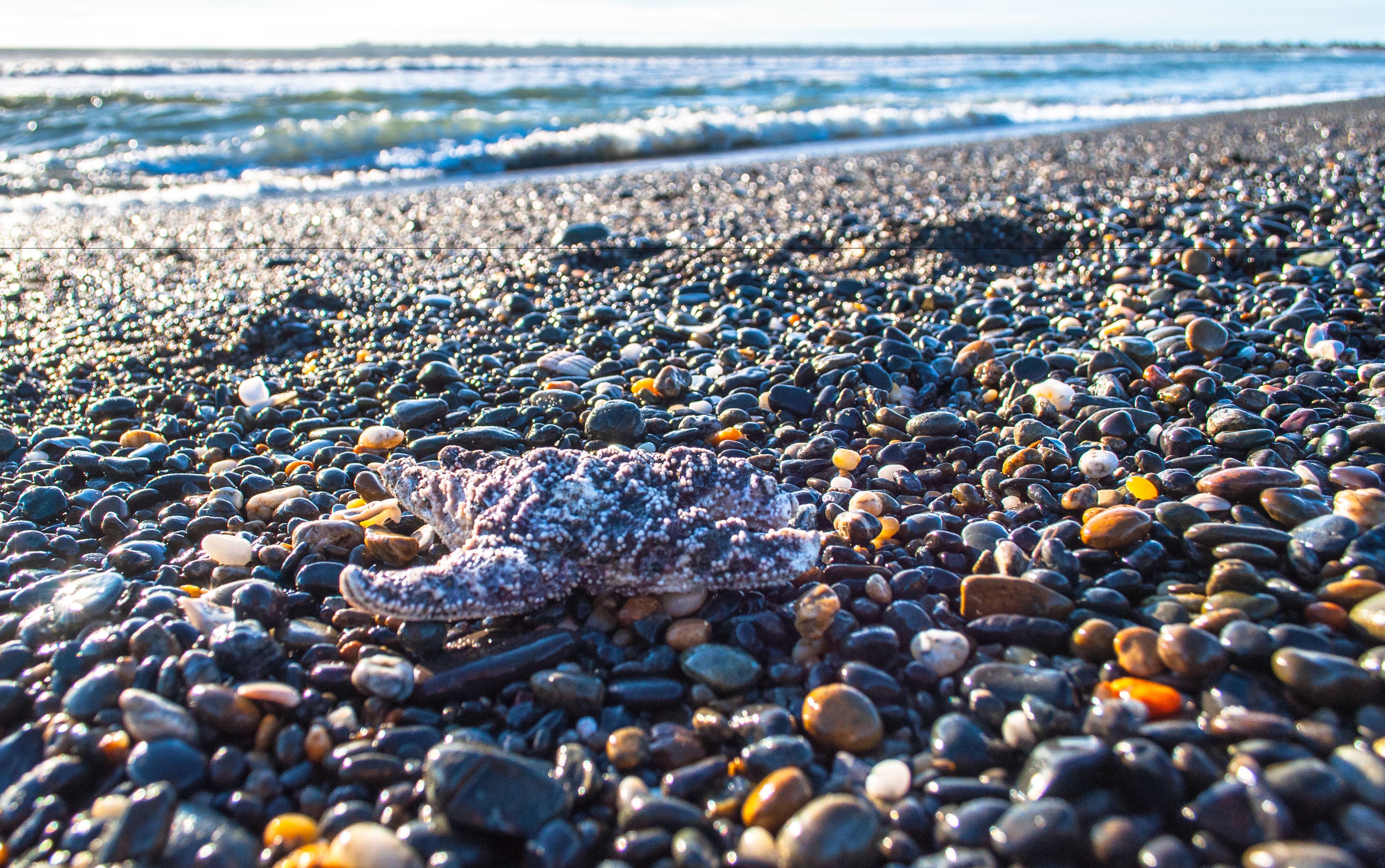 A rocky beach with a starfish on the pebbles.