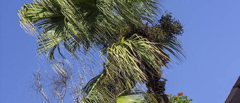 A tall palm tree with a clear blue sky in the background.