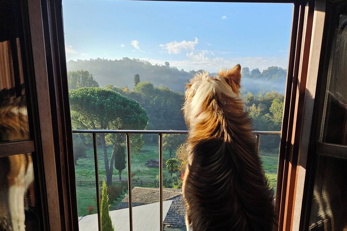 A dog looking out of a window with a view of a green landscape and trees.