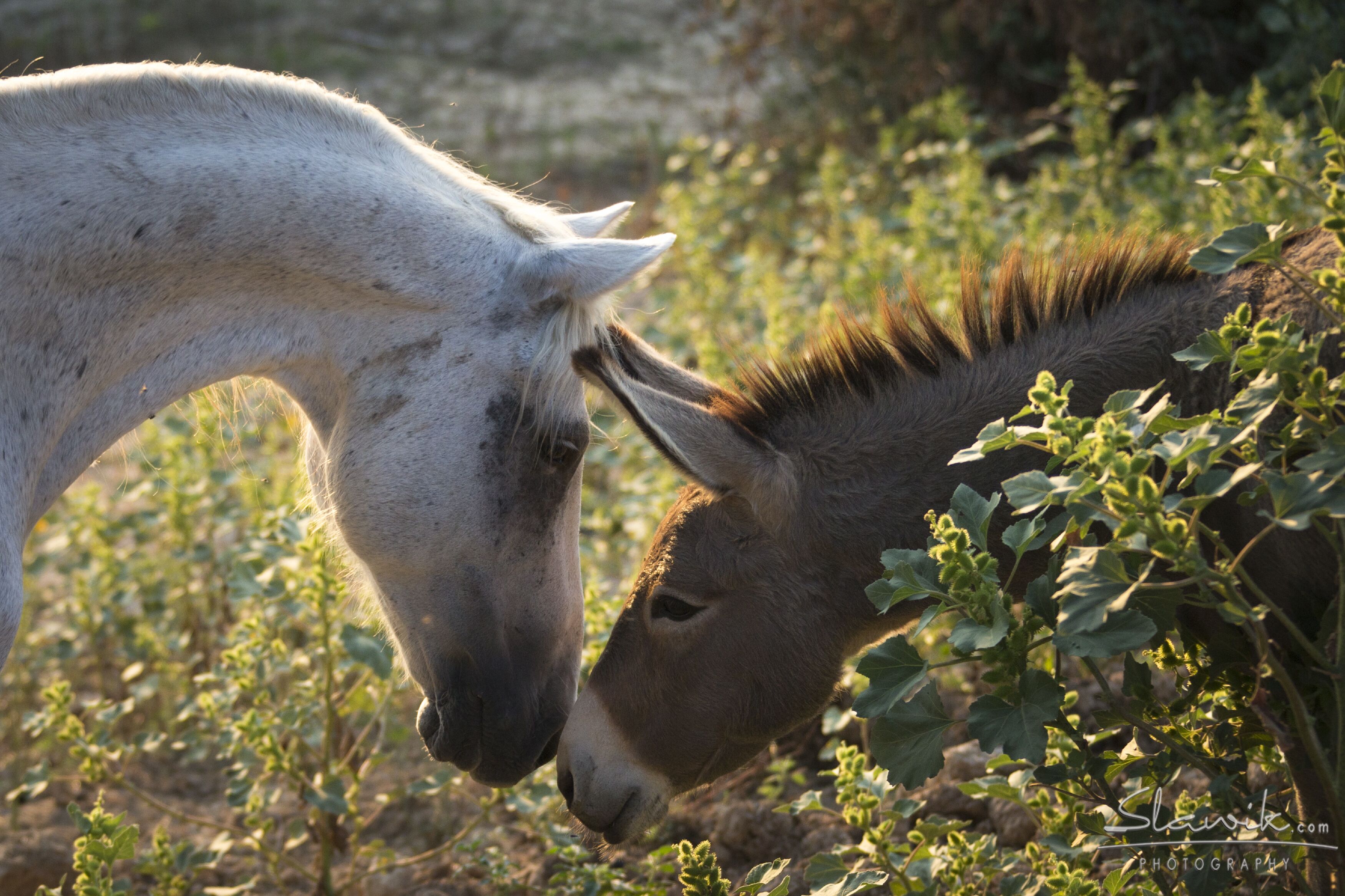 Een close-up van een witte paard en een ezel dat grazen in een natuurlijke omgeving.