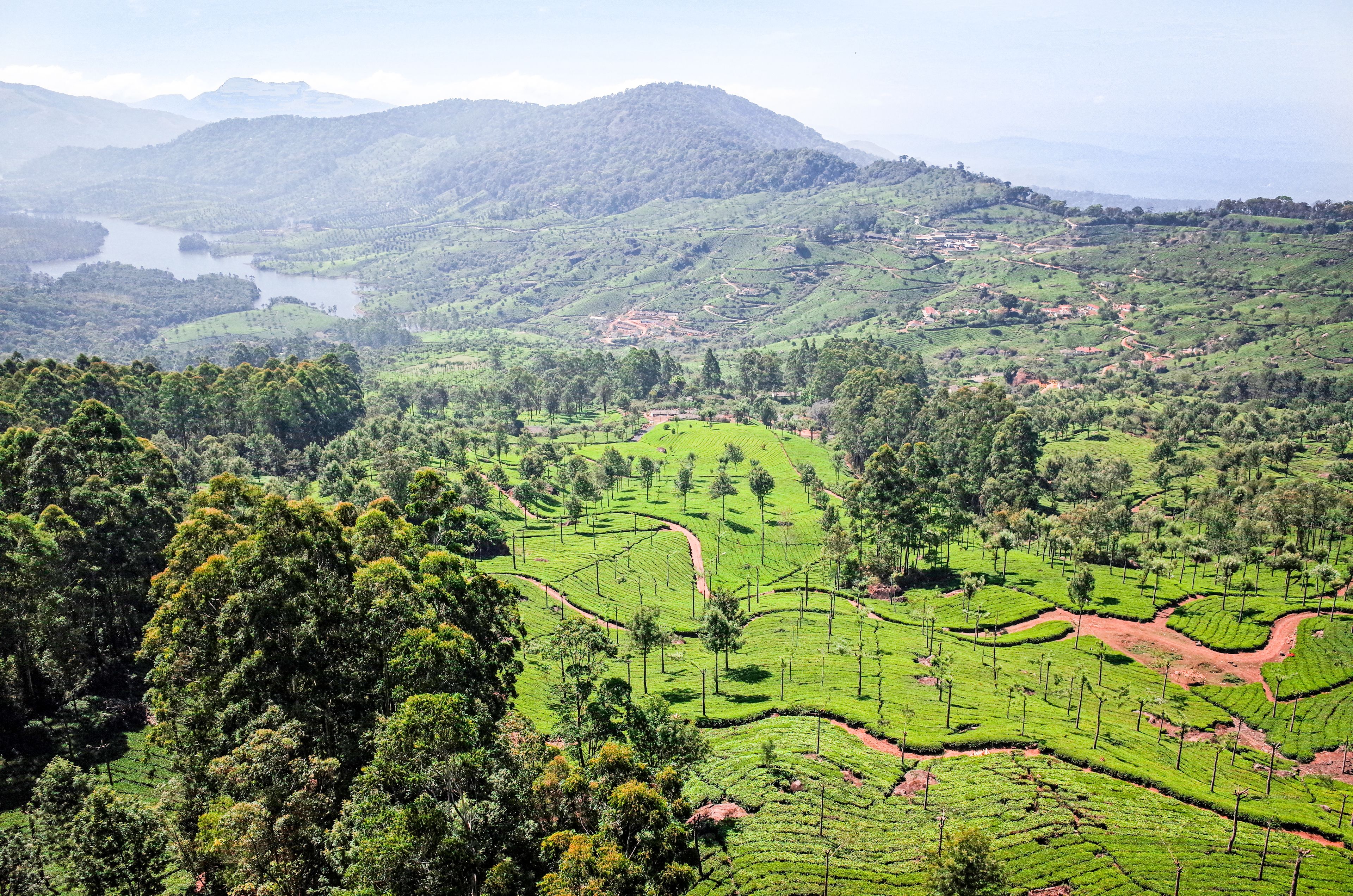 A panoramic view of a lush, green tea plantation with terraced fields and a distant lake.