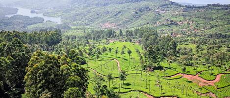 A panoramic view of a lush, green tea plantation with terraced fields and a distant lake.