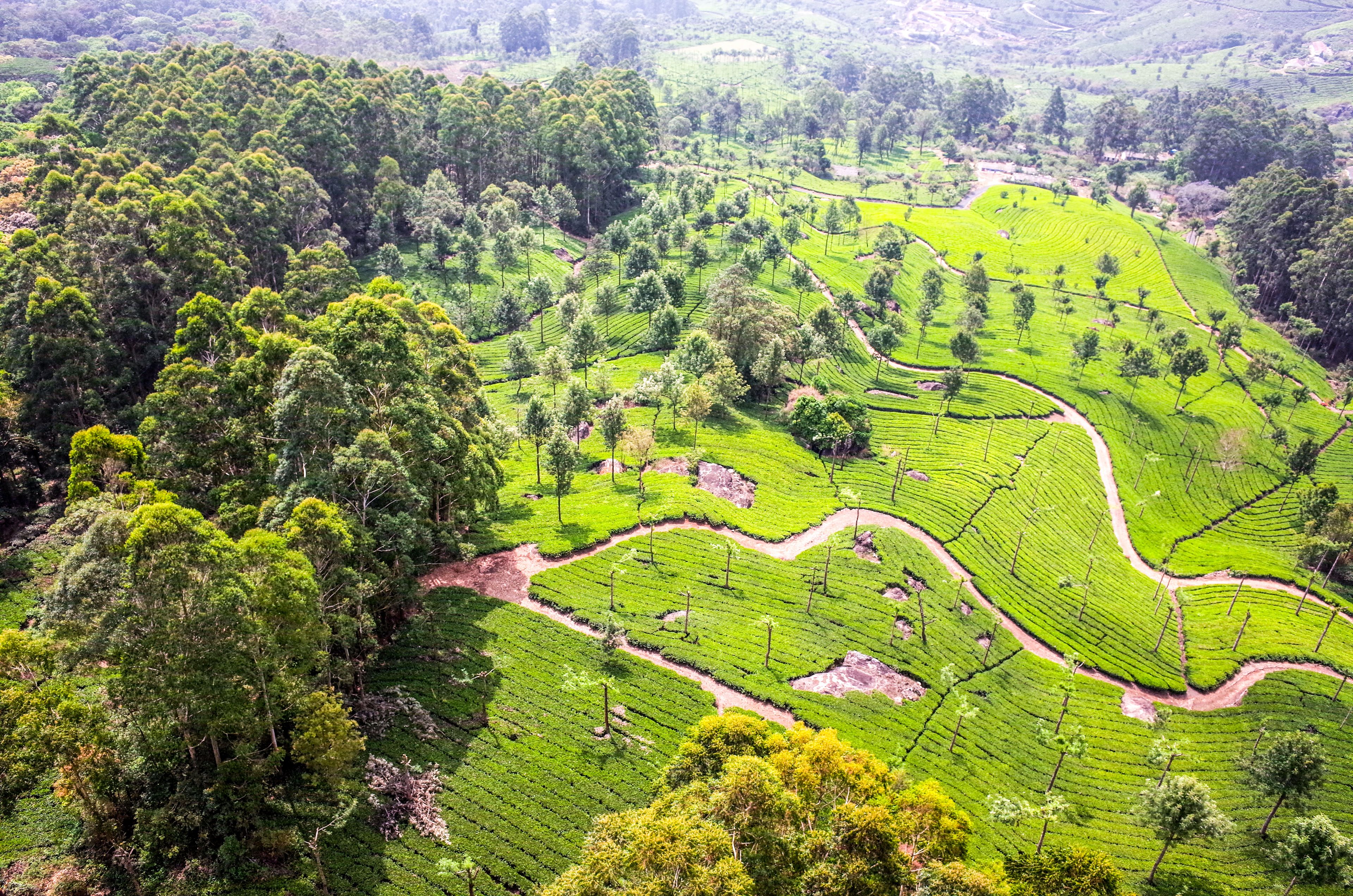 A lush, terraced tea plantation with winding paths and dense greenery.