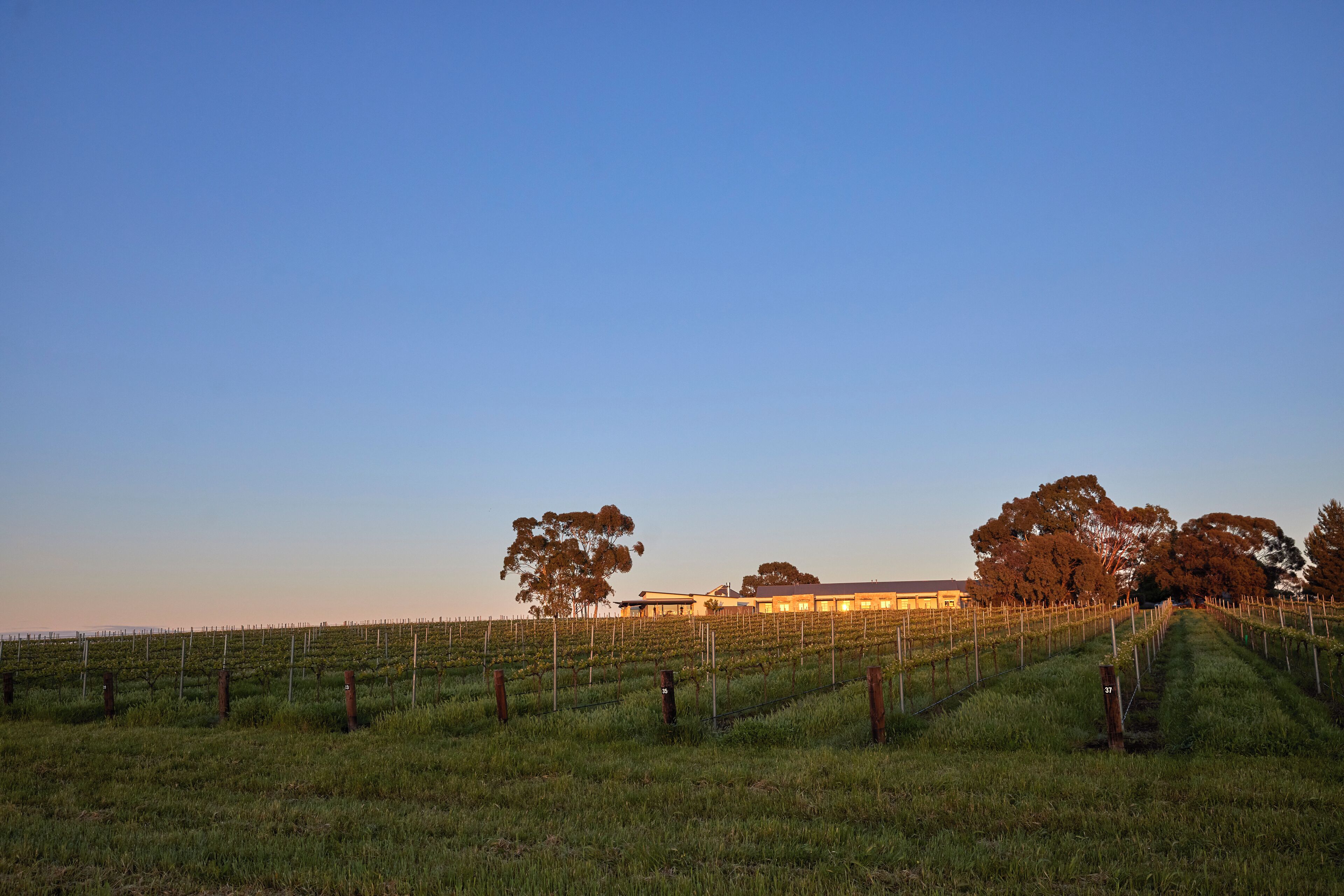 A vineyard with rows of grapevines and a building in the background.