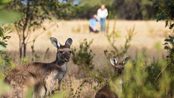 A natural landscape with kangaroos and two people in the background.