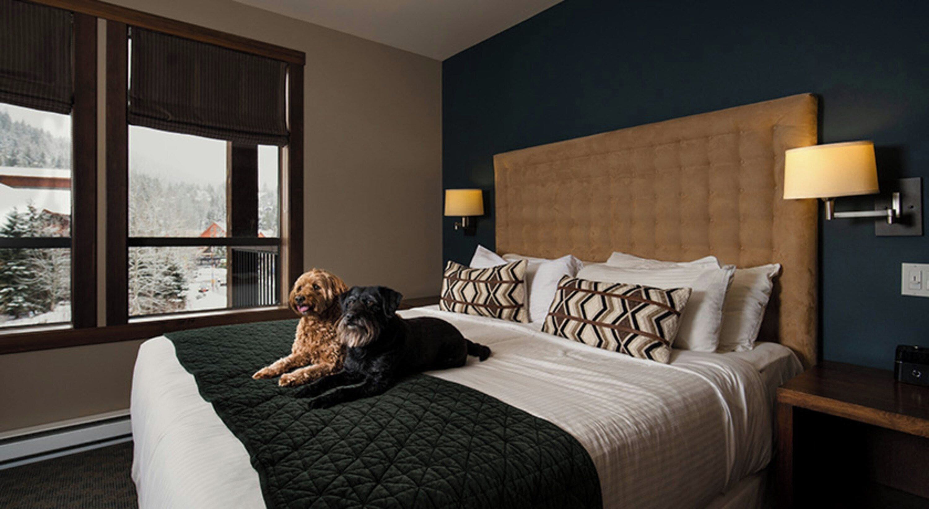 Habitación de hotel con cama, dos perros, ventana con persianas y mesita de noche con lámpara.